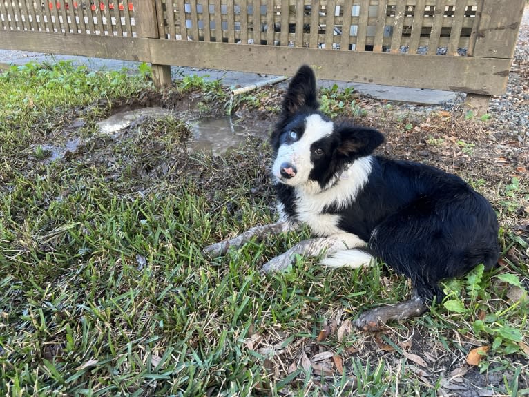 Blue, a Border Collie tested with EmbarkVet.com