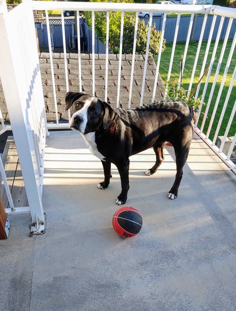 Kona, an American Bully and Bernese Mountain Dog mix tested with EmbarkVet.com