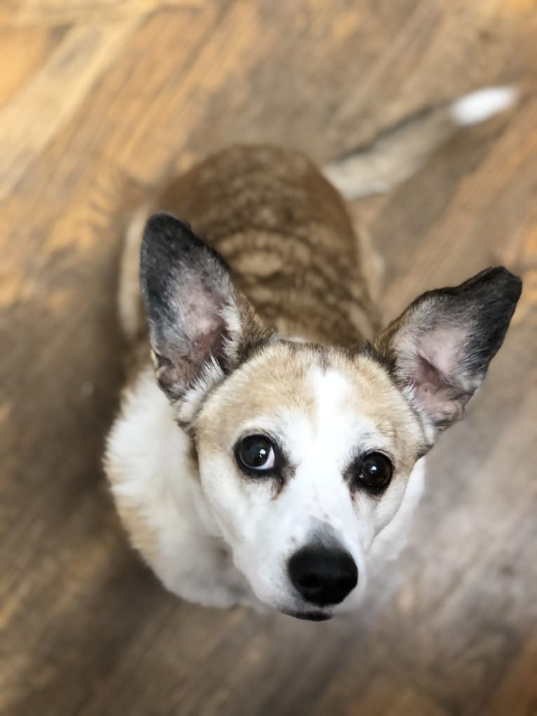 Denver, a Chihuahua and Pomeranian mix tested with EmbarkVet.com