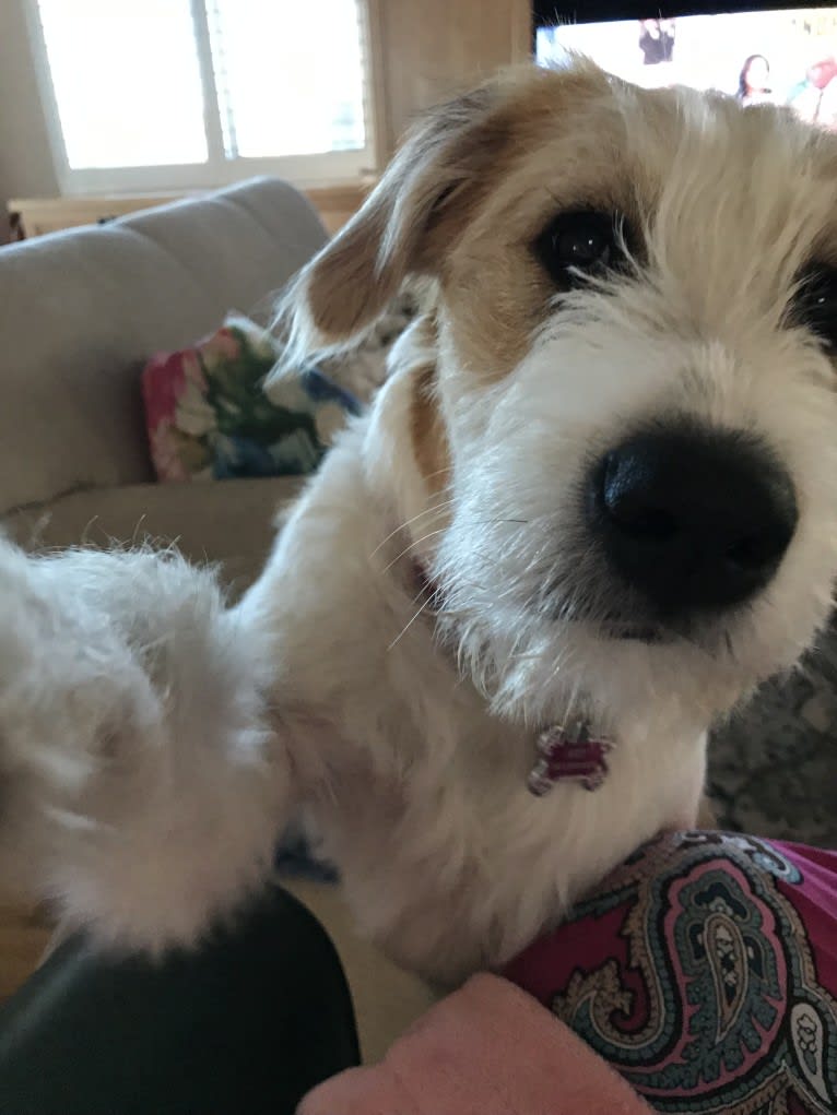 Lacy, a Great Pyrenees and Border Collie mix tested with EmbarkVet.com