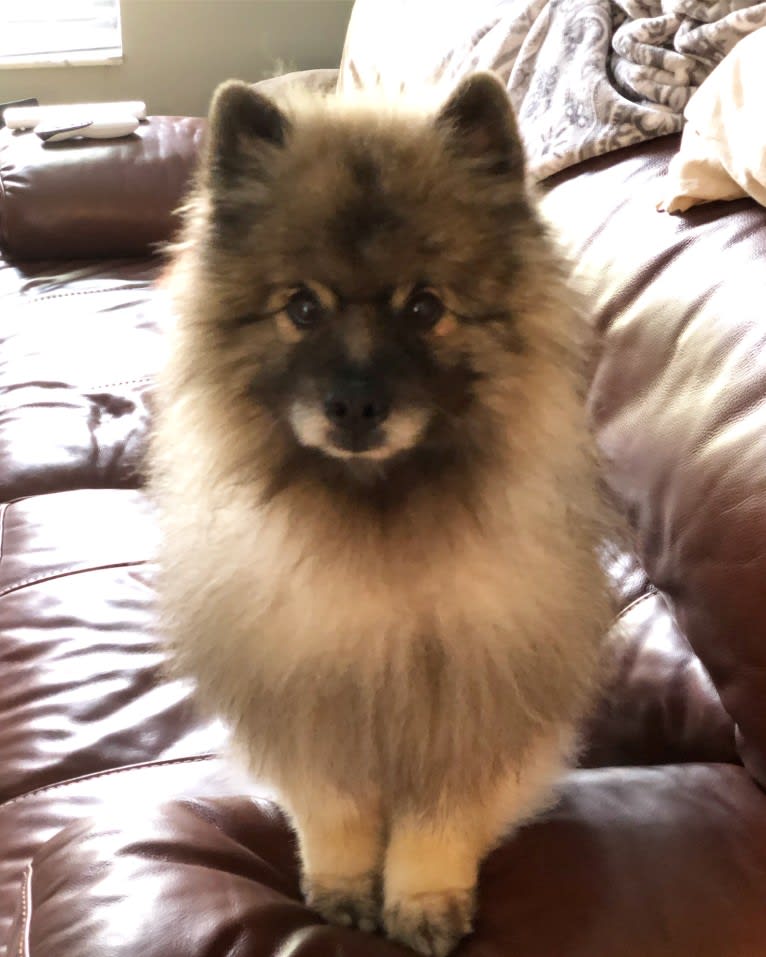 Nico, a Keeshond tested with EmbarkVet.com