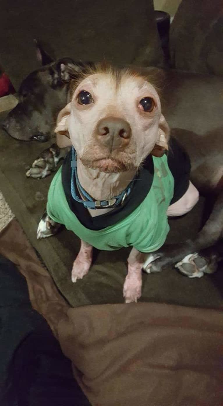 Little Stinky Baby, a Xoloitzcuintli and Cocker Spaniel mix tested with EmbarkVet.com