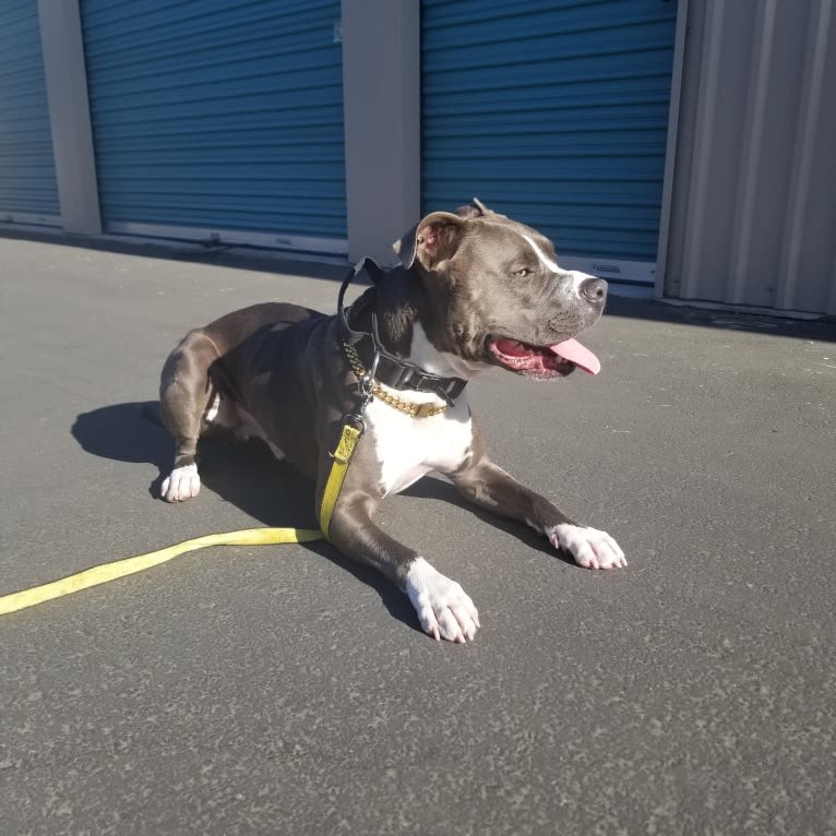 MaSiWei, an American Bully tested with EmbarkVet.com