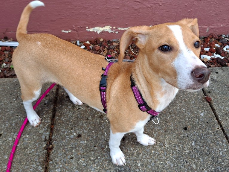 Stella, a Rat Terrier and Mountain Cur mix tested with EmbarkVet.com