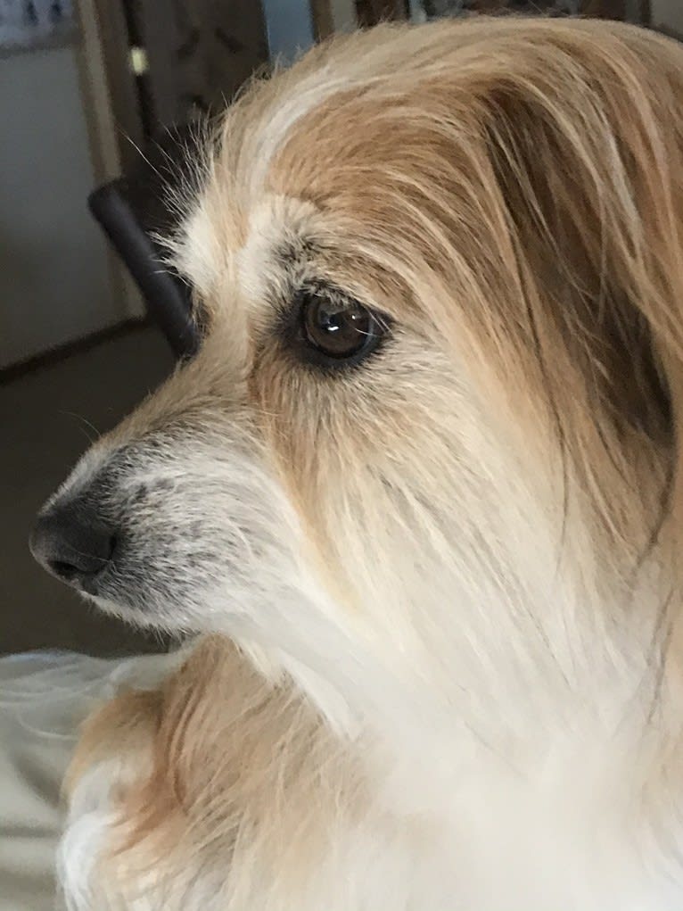 Winham’s Cowboy Cody of Cowgirl Cotons, a Coton de Tulear tested with EmbarkVet.com