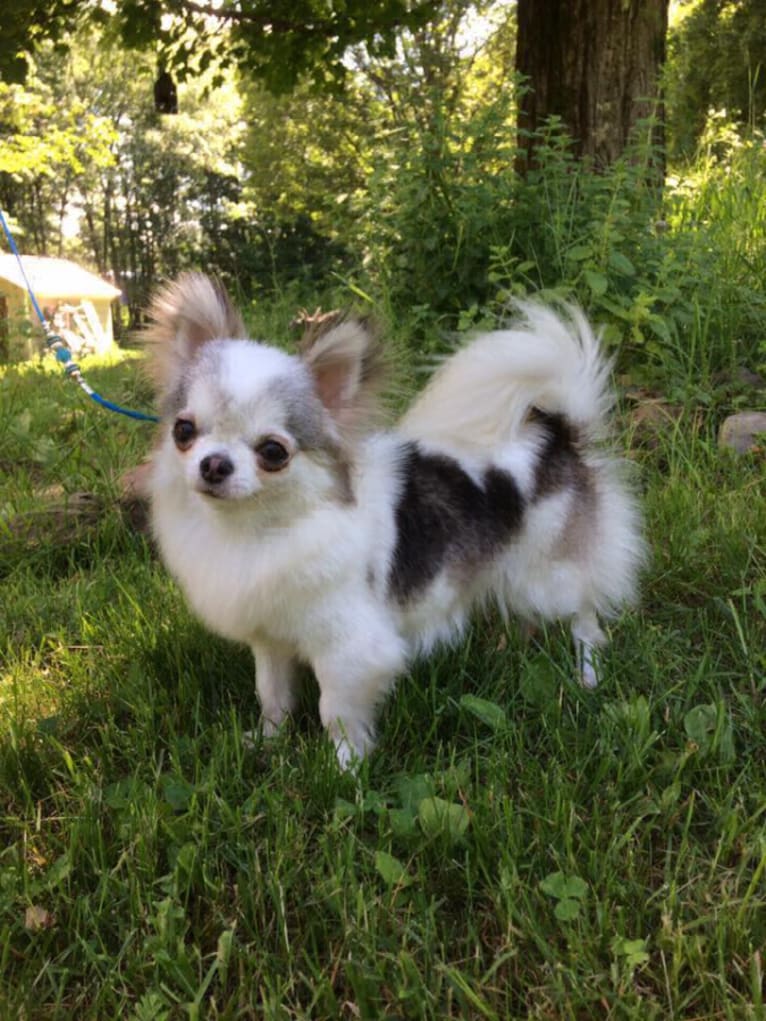Libby, a Chihuahua tested with EmbarkVet.com
