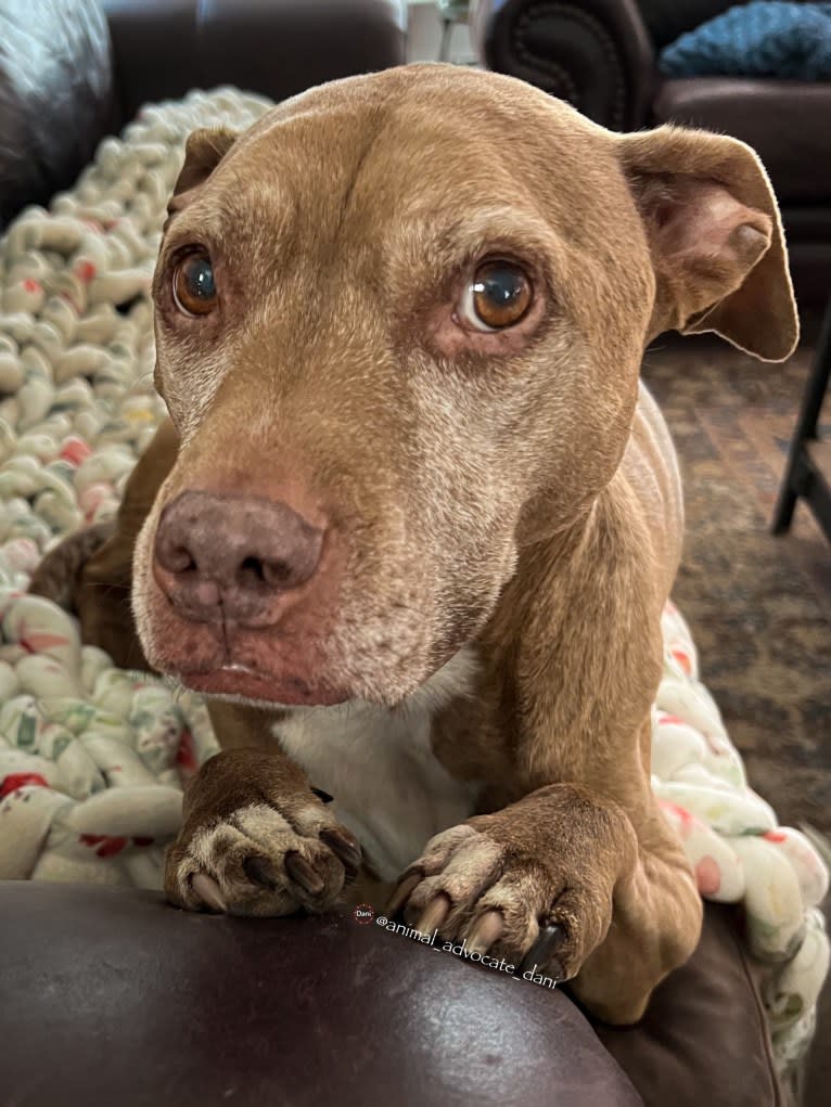 Blueberry, an American Pit Bull Terrier and American Staffordshire Terrier mix tested with EmbarkVet.com