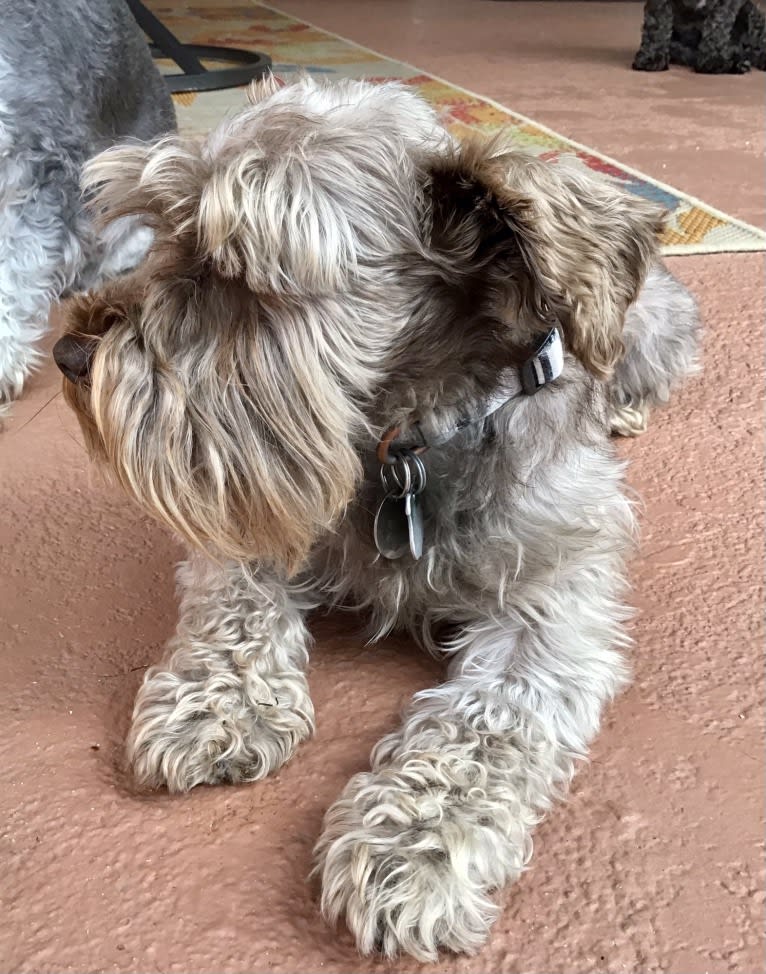 Oliver, a Miniature Schnauzer tested with EmbarkVet.com