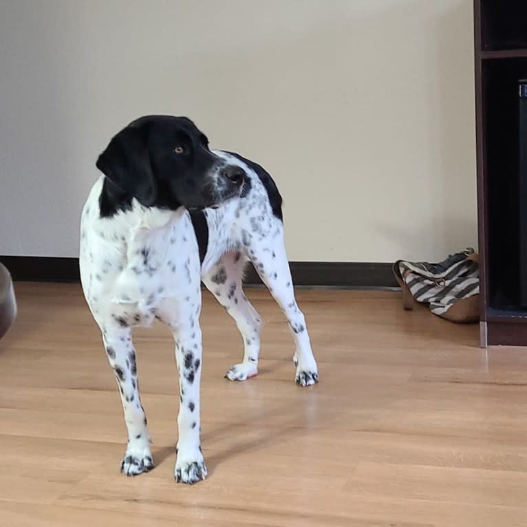 Millie, a Labrador Retriever and Great Pyrenees mix tested with EmbarkVet.com