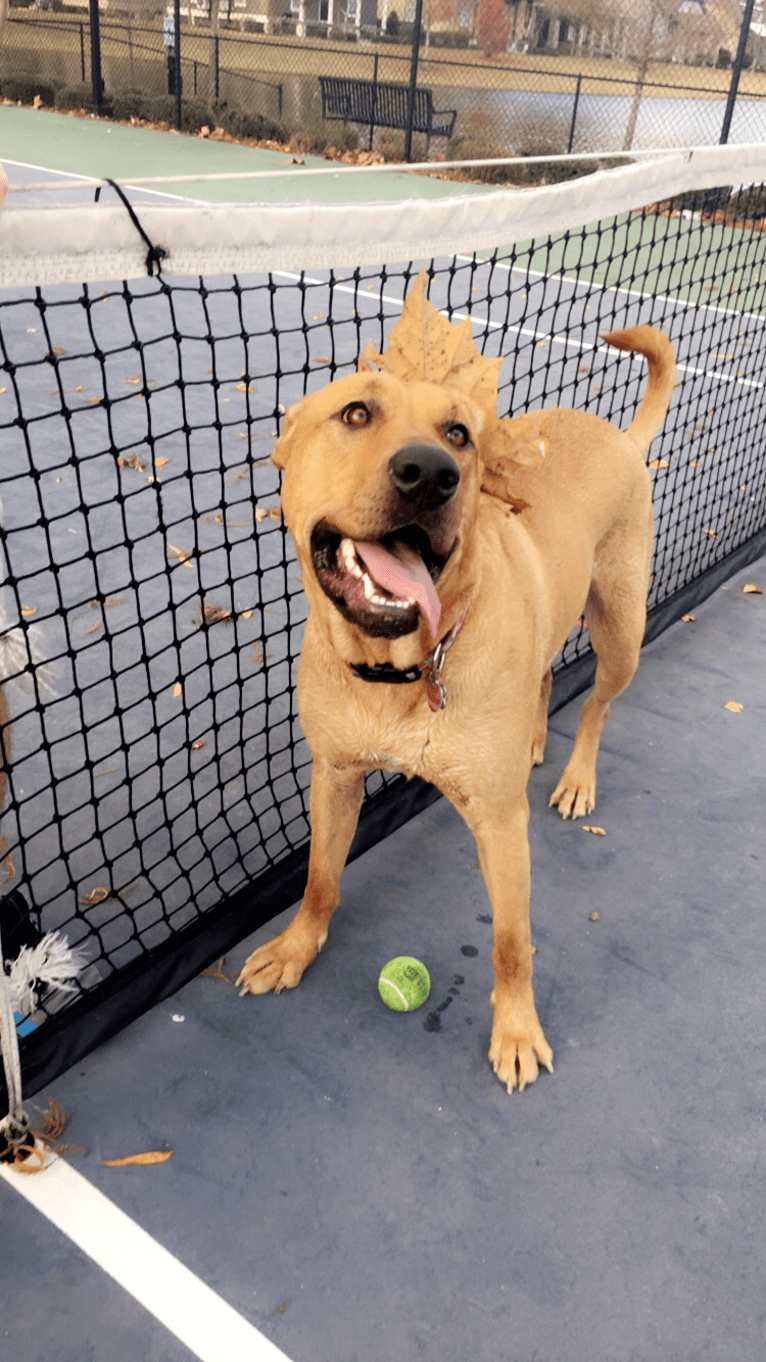 Riley, a German Shepherd Dog and American Pit Bull Terrier mix tested with EmbarkVet.com