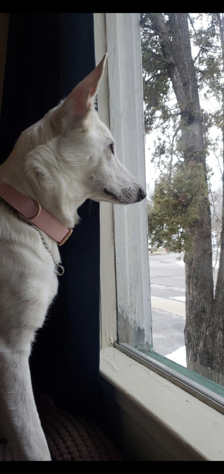 Sundae, a White Shepherd tested with EmbarkVet.com