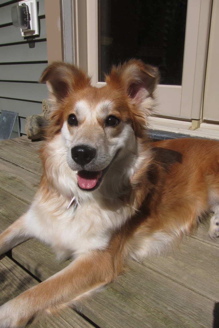 Kaylee, a Labrador Retriever and Samoyed mix tested with EmbarkVet.com