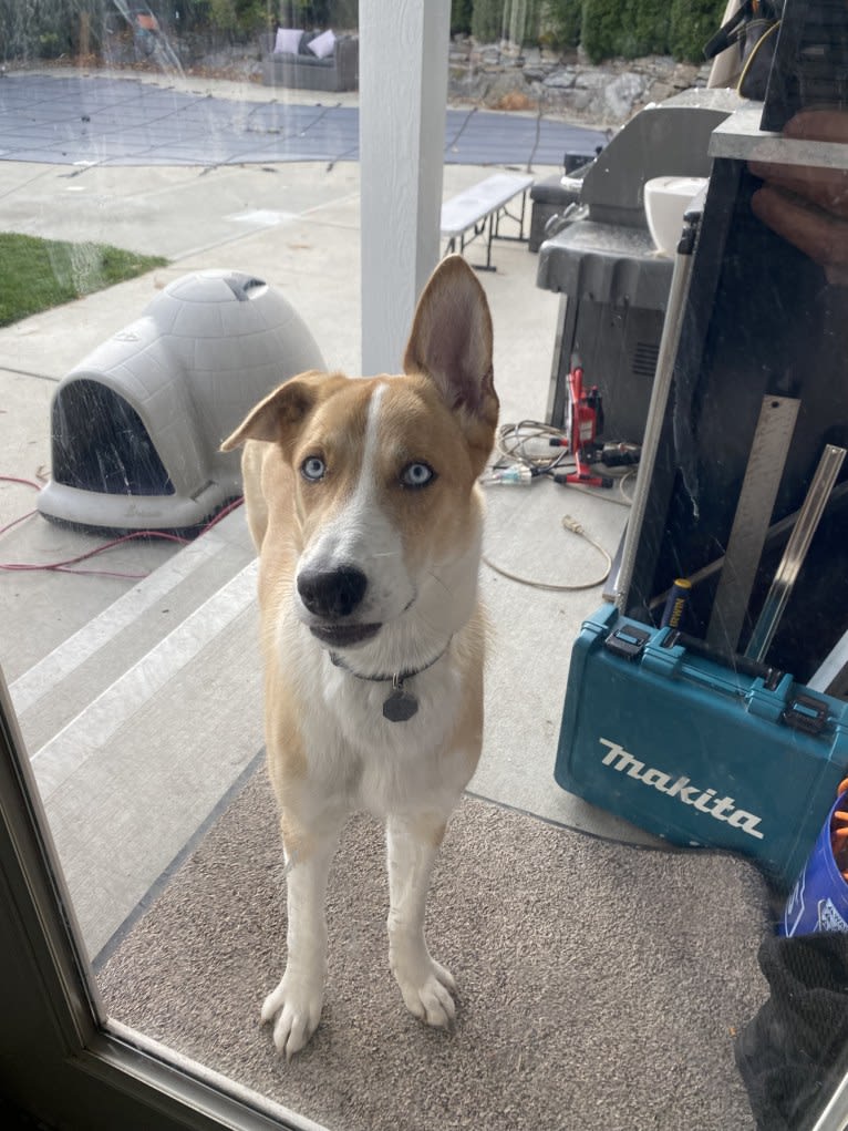 Kayce, a Siberian Husky and Alaskan-type Husky mix tested with EmbarkVet.com