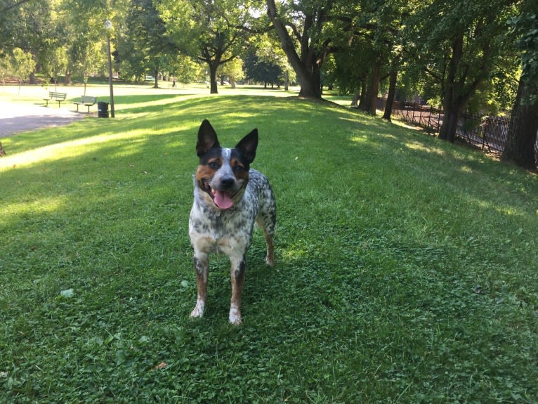 April, an Australian Cattle Dog and Border Collie mix tested with EmbarkVet.com