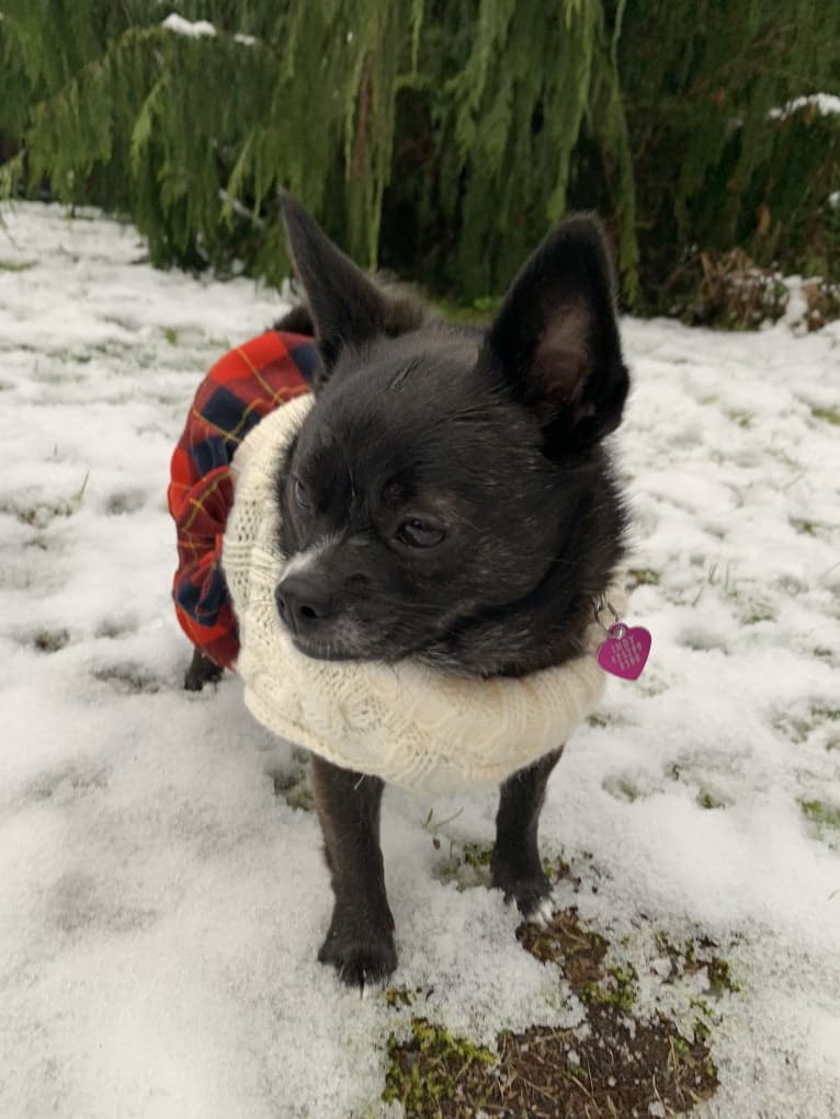 Indy, a Pomeranian and Shih Tzu mix tested with EmbarkVet.com