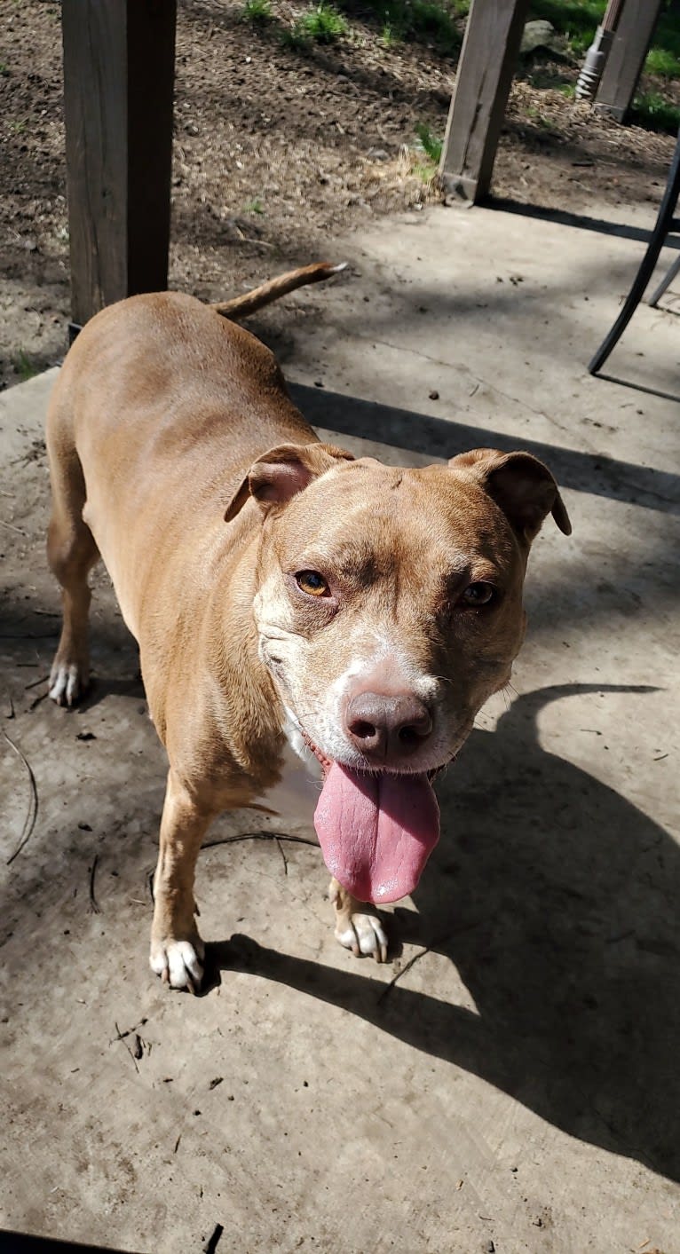 Buttercup, an American Pit Bull Terrier and Labrador Retriever mix tested with EmbarkVet.com