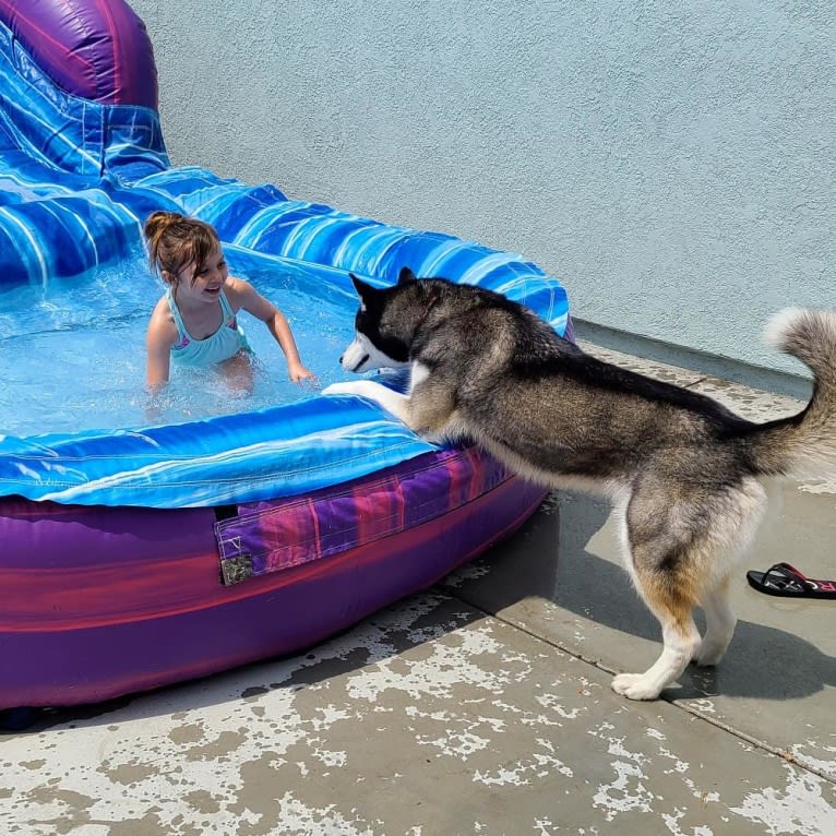 Teyla, a Siberian Husky tested with EmbarkVet.com