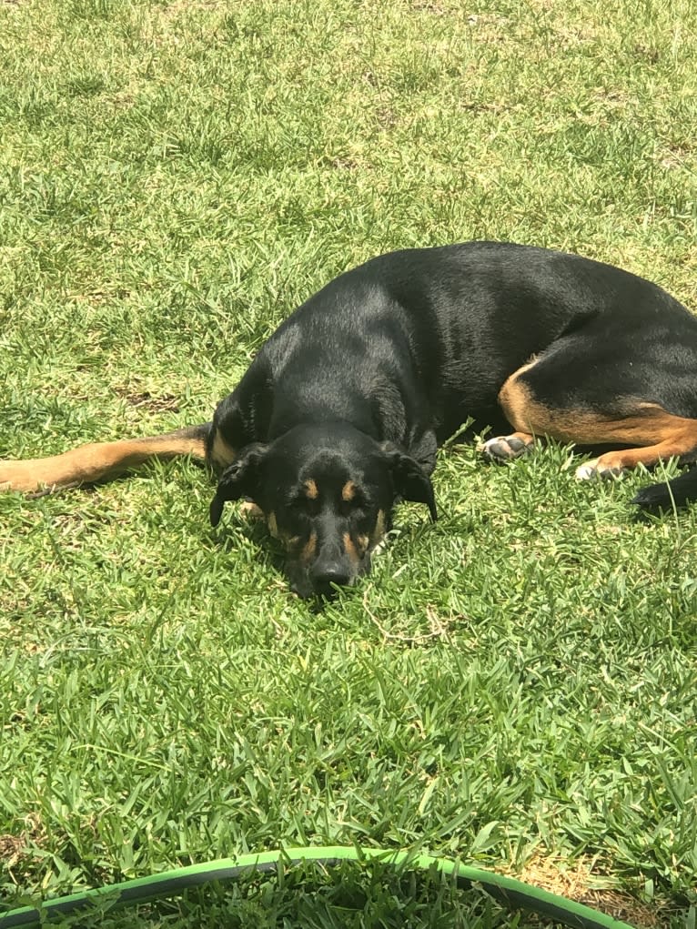 Koda, a German Shepherd Dog and Australian Shepherd mix tested with EmbarkVet.com