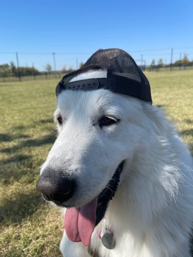 Looney “Chik’in Mini Bandit” Bear, a Great Pyrenees tested with EmbarkVet.com