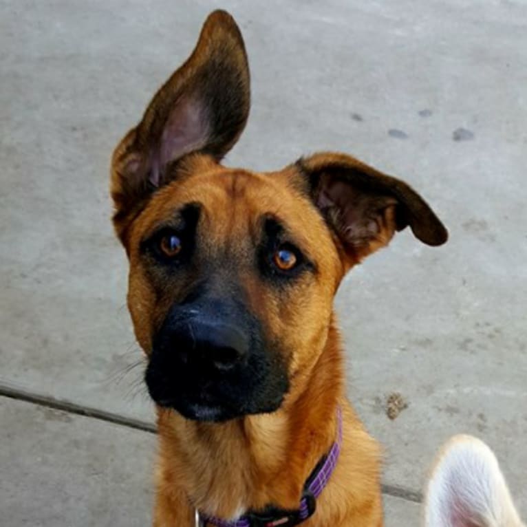 Elsa, a German Shepherd Dog and Boxer mix tested with EmbarkVet.com