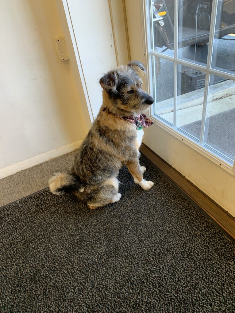 Elliott, a Rat Terrier and Australian Cattle Dog mix tested with EmbarkVet.com