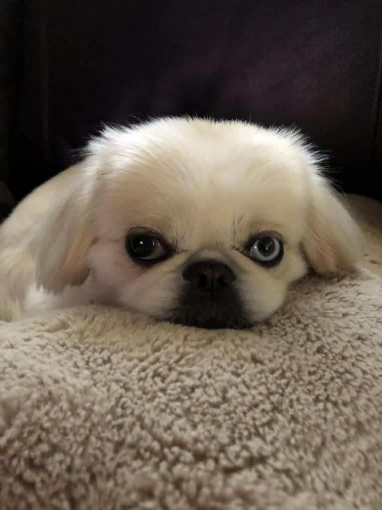 Skye, a Pekingese tested with EmbarkVet.com