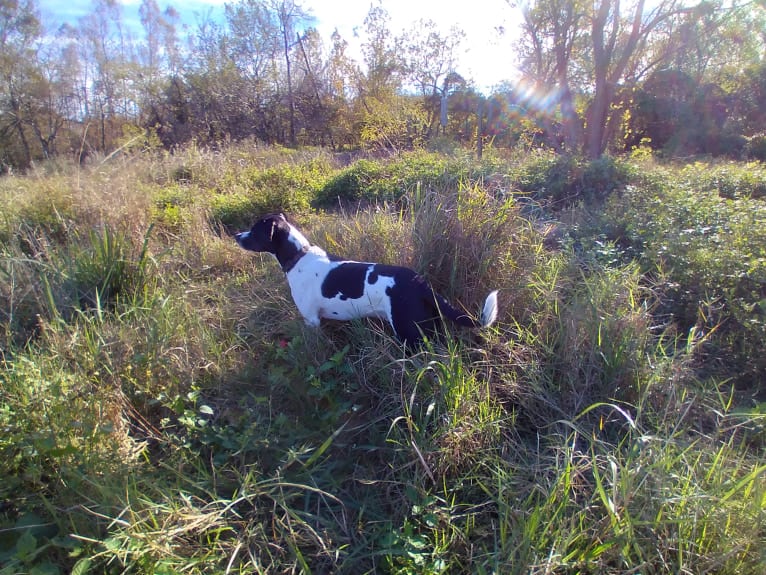 PATIENCE, a Labrador Retriever and American Pit Bull Terrier mix tested with EmbarkVet.com