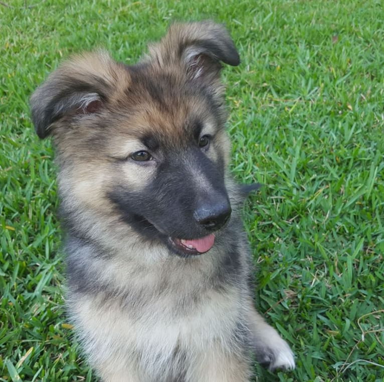 Oliver, a German Shepherd Dog tested with EmbarkVet.com