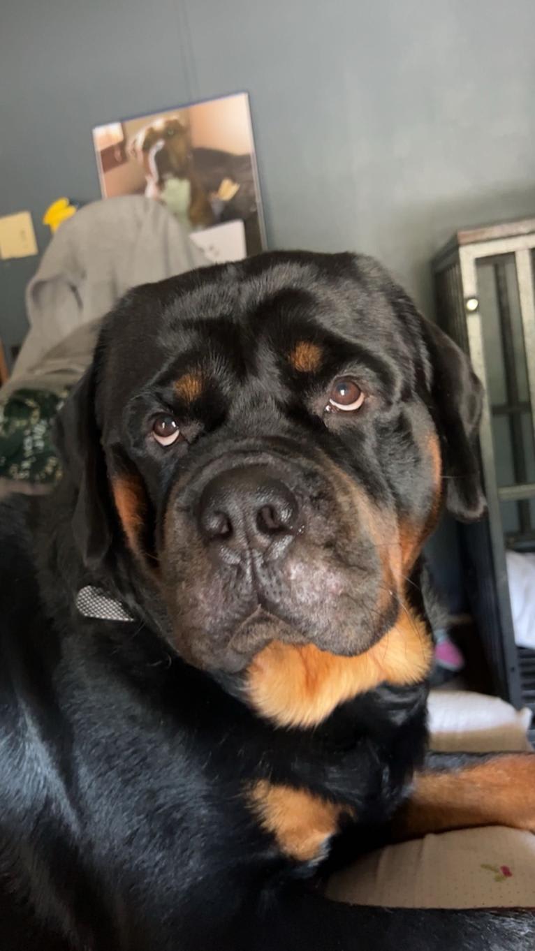 Chompy, a Rottweiler tested with EmbarkVet.com