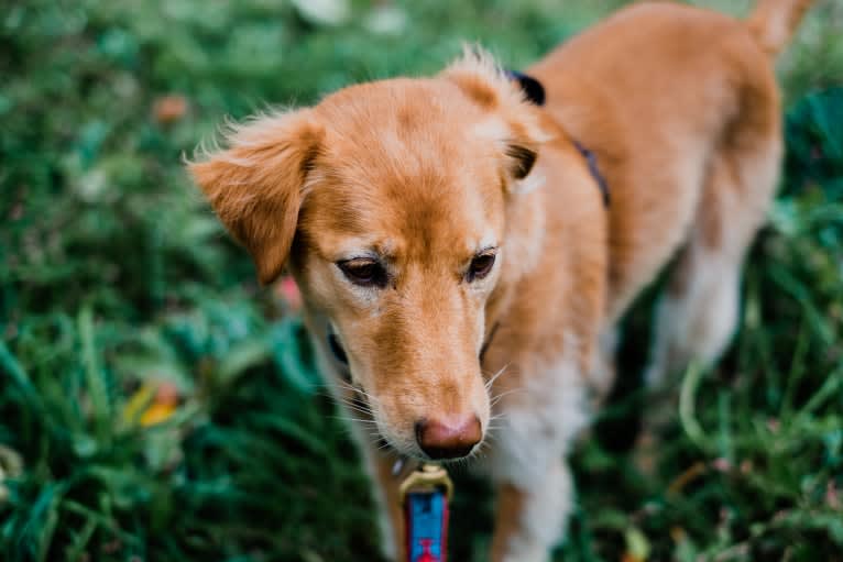 Tate, a Southeast Asian Village Dog tested with EmbarkVet.com