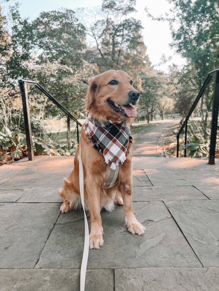 Marley, a Golden Retriever tested with EmbarkVet.com