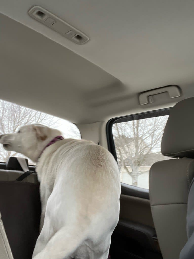 Maizee, a Great Pyrenees and German Shepherd Dog mix tested with EmbarkVet.com