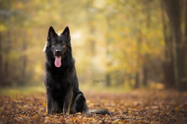 Farix, a German Shepherd Dog tested with EmbarkVet.com