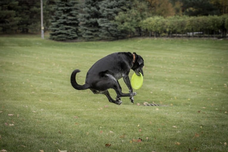 Schimpf's Addicted to the Game ("Addie"), a Labrador Retriever and German Shepherd Dog mix tested with EmbarkVet.com