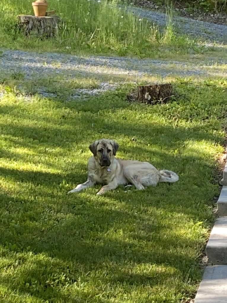 Princess, an Anatolian Shepherd Dog tested with EmbarkVet.com