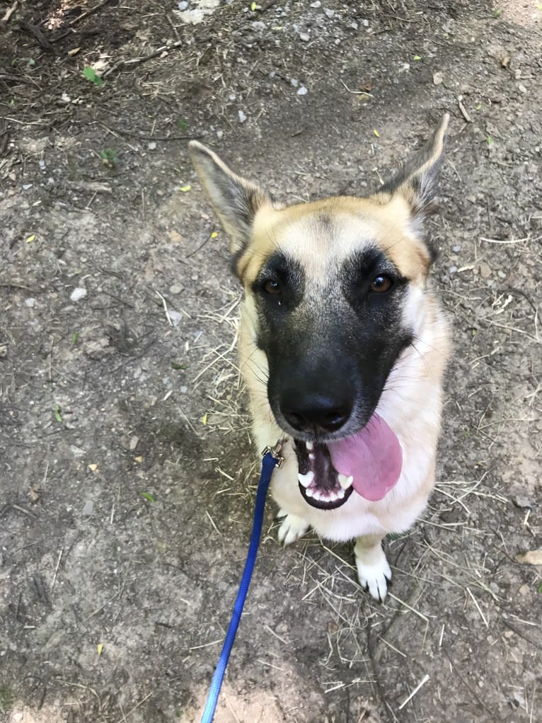 Echo, a German Shepherd Dog and Alaskan Malamute mix tested with EmbarkVet.com