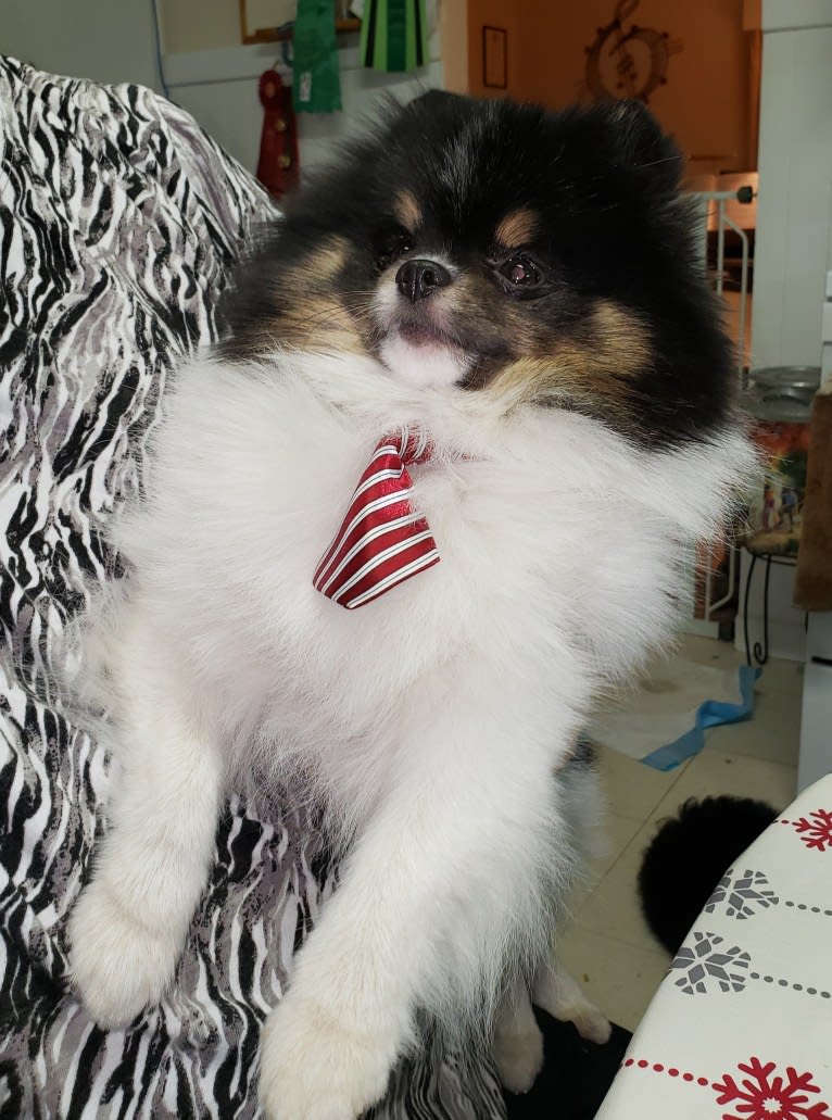 Remi, a Pomeranian tested with EmbarkVet.com