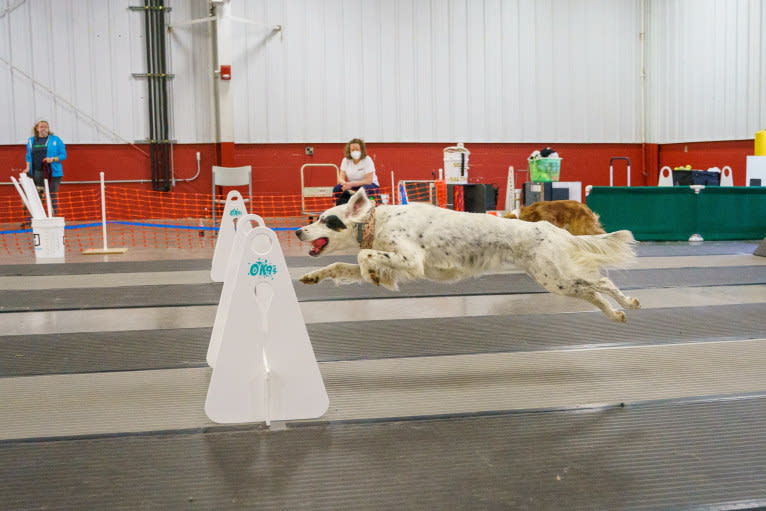 Gemma, a Llewellin Setter tested with EmbarkVet.com