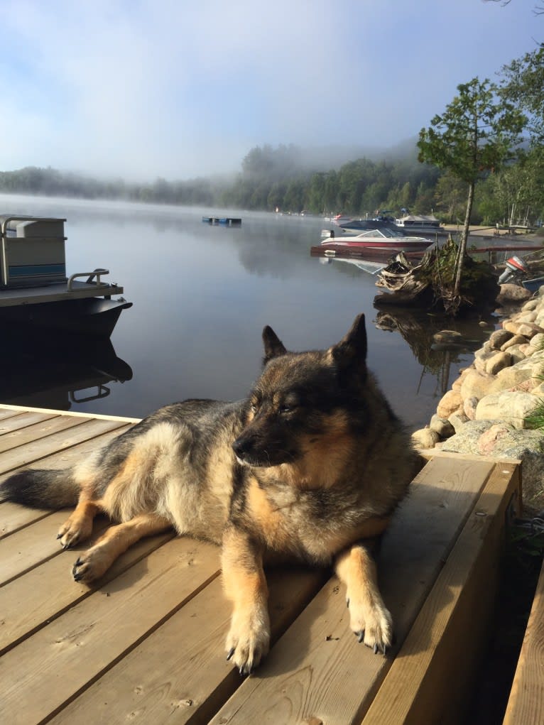 Cora, an Australian Cattle Dog and Keeshond mix tested with EmbarkVet.com