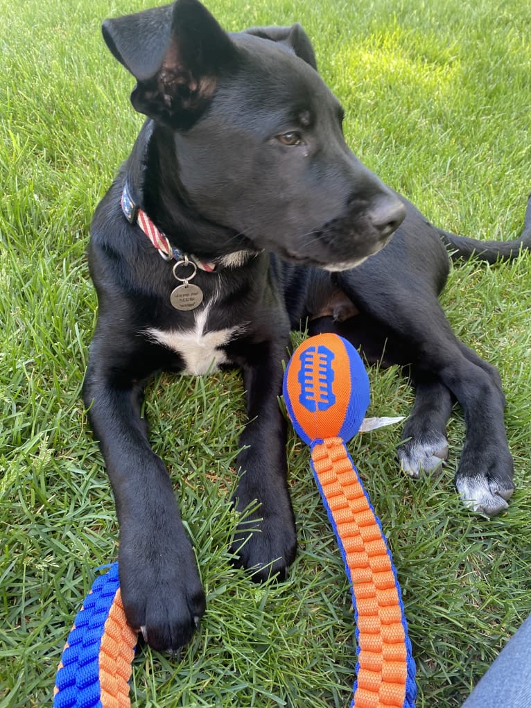 Mooshie, an American Pit Bull Terrier and German Shepherd Dog mix tested with EmbarkVet.com