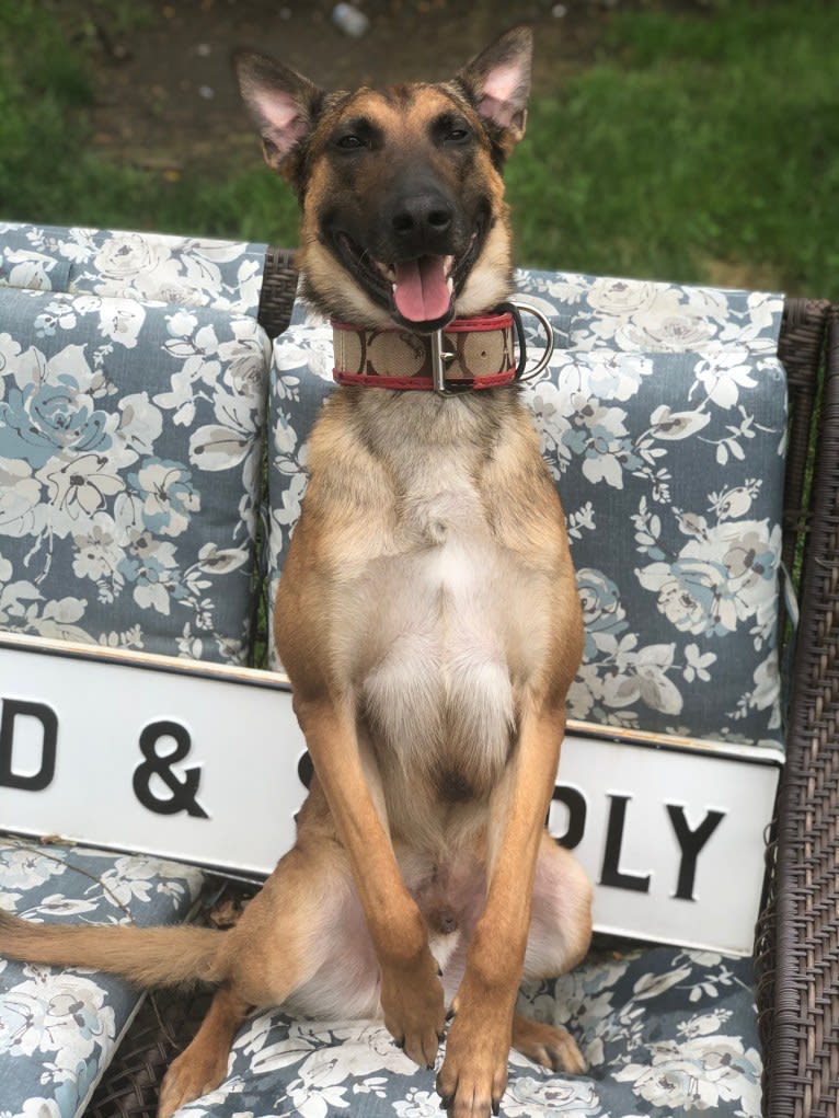 Uther, a Belgian Shepherd tested with EmbarkVet.com