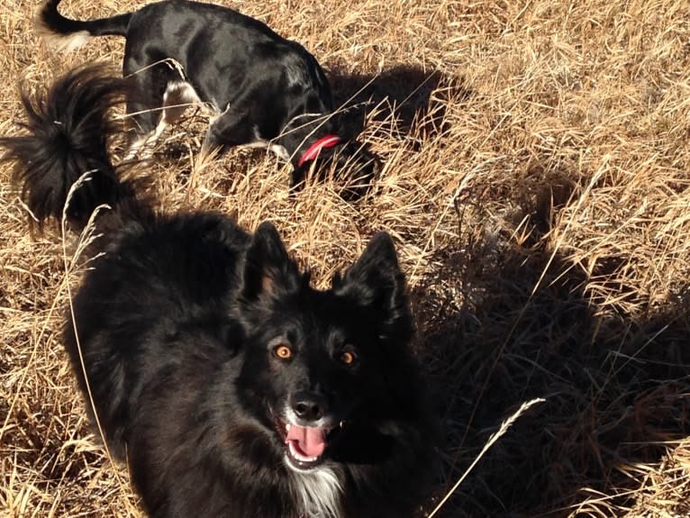 Mo, a Keeshond and Border Collie mix tested with EmbarkVet.com