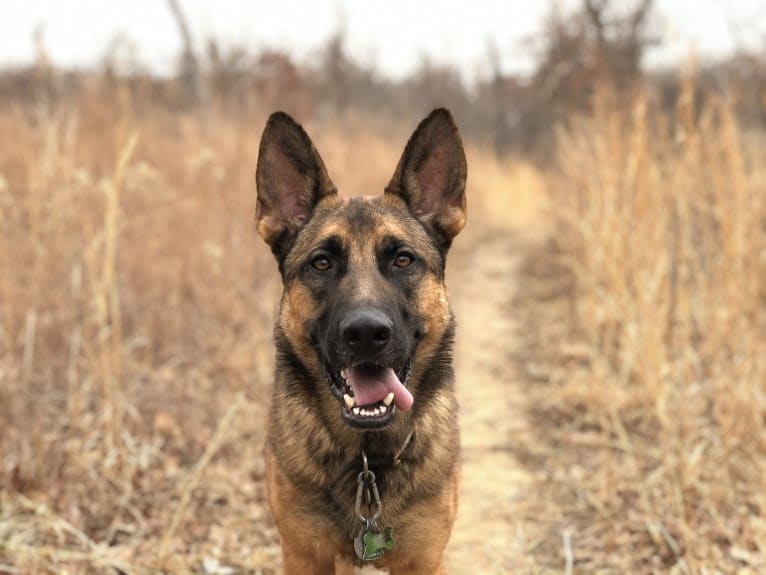 KHs His Reign Has Just Begun “Kaiser” TKE DS HDS, a German Shepherd Dog and Dutch Shepherd mix tested with EmbarkVet.com