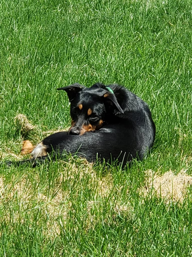 Ember, an Australian Kelpie tested with EmbarkVet.com