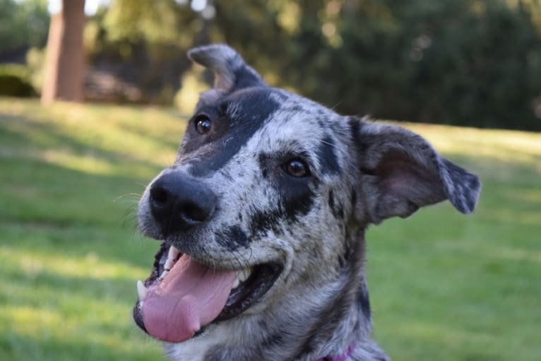 Cosmo, a German Shepherd Dog and Australian Shepherd mix tested with EmbarkVet.com