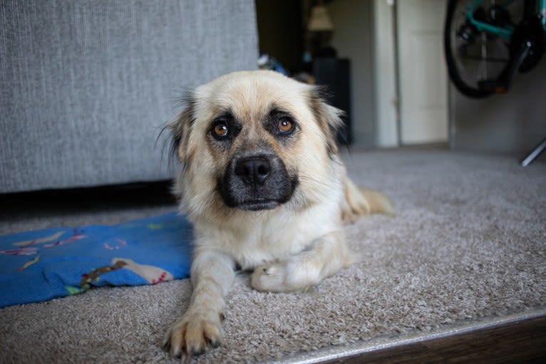 Joko, an American Pit Bull Terrier and Chow Chow mix tested with EmbarkVet.com