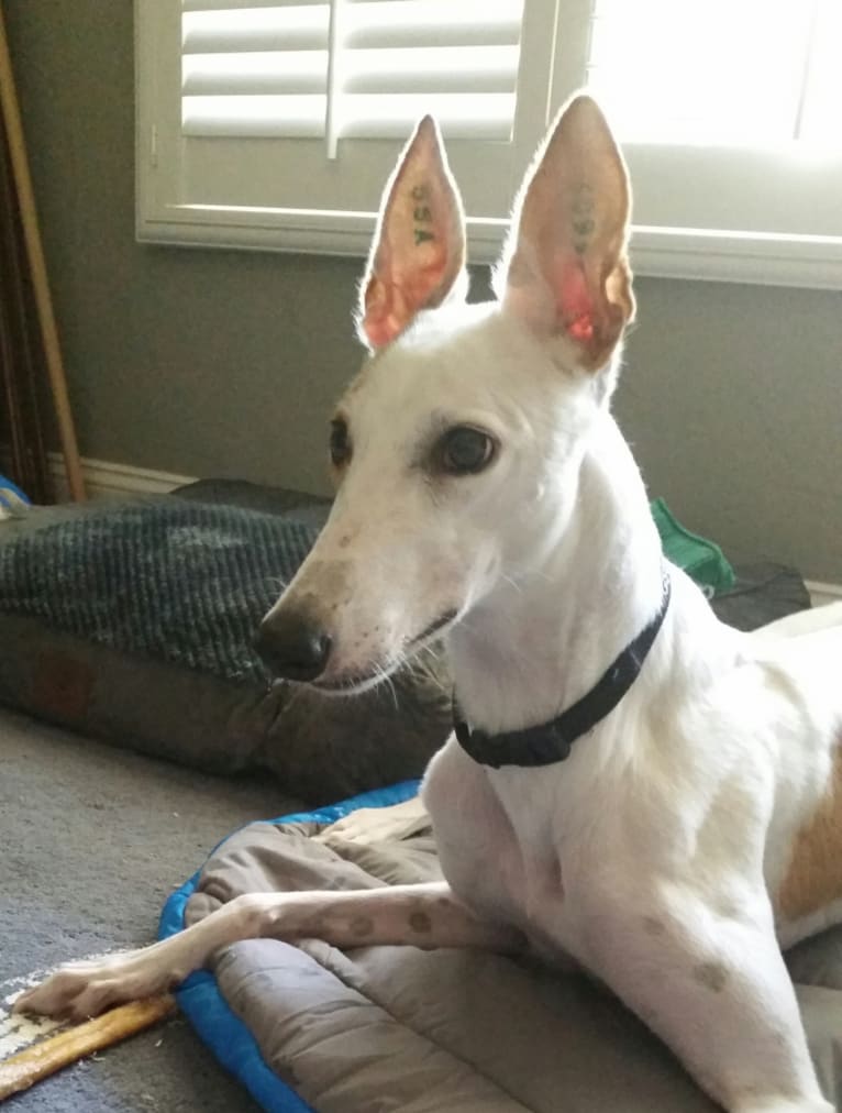 Wing It!, a Greyhound tested with EmbarkVet.com