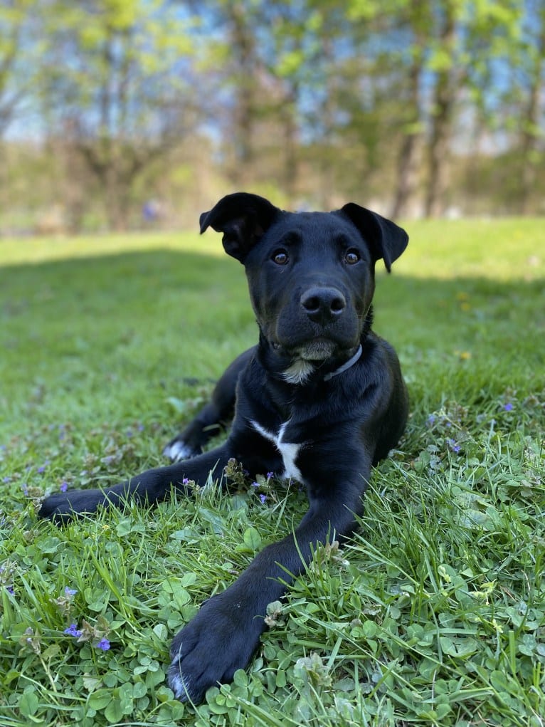 Mooshie, an American Pit Bull Terrier and German Shepherd Dog mix tested with EmbarkVet.com