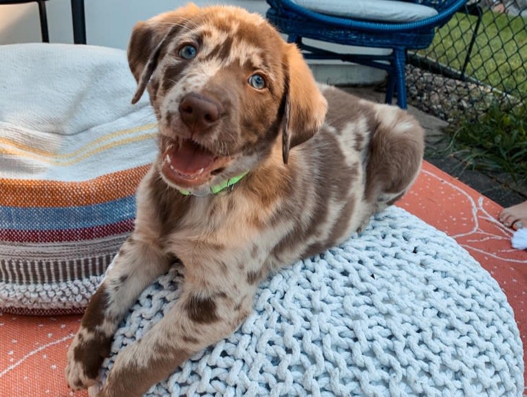 Ginnie, a Labrador Retriever and Great Pyrenees mix tested with EmbarkVet.com