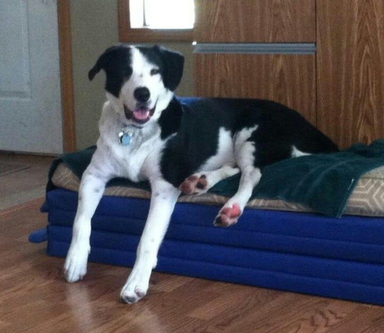 Baylor, a Border Collie and Staffordshire Terrier mix tested with EmbarkVet.com